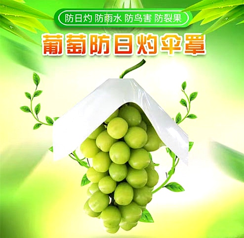 葡萄防日灼傘罩 葡萄防日灼傘罩